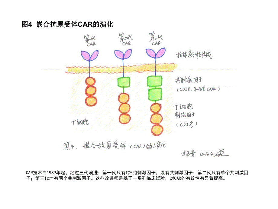 T细胞免疫图片_第4页