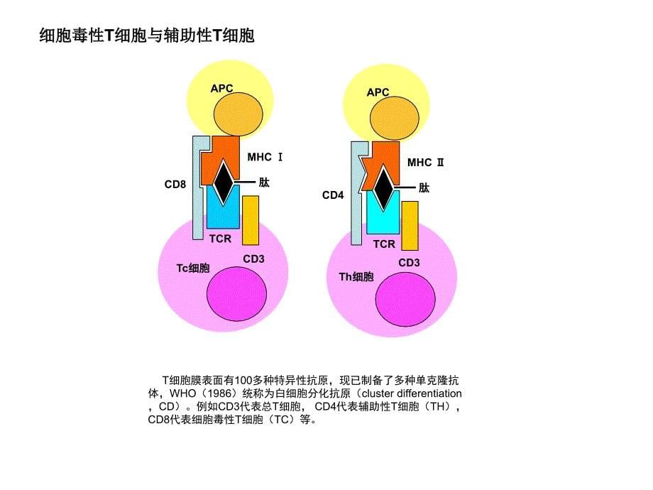 T细胞免疫图片_第5页