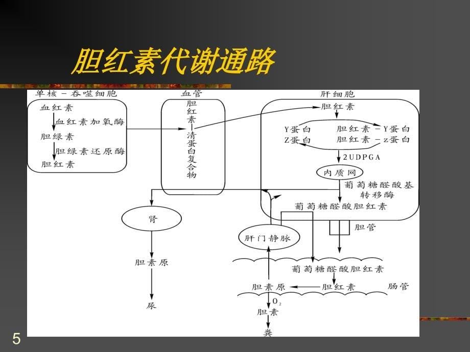 肝胆疾病生物化学诊断_第5页