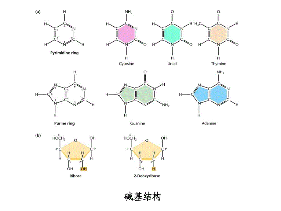 遗传学课件：02遗传物质的分子基础_第3页