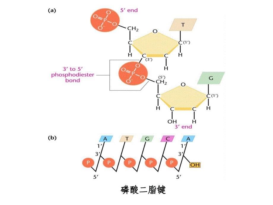 遗传学课件：02遗传物质的分子基础_第5页