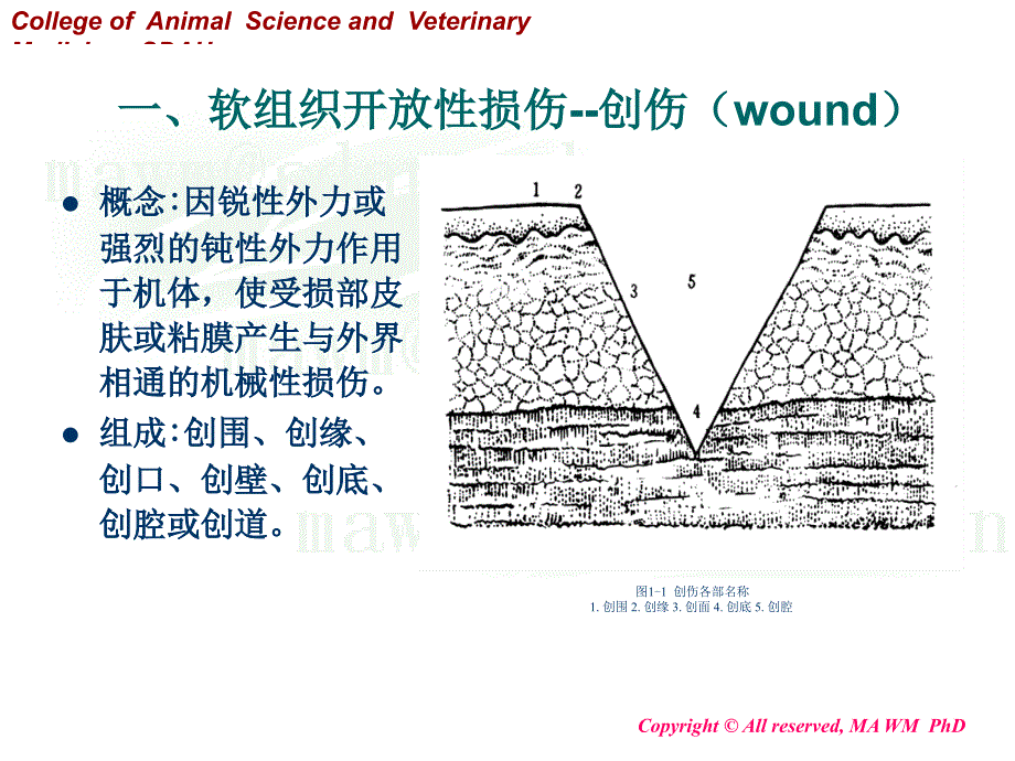 动物外科学概述PPT课件_第3页