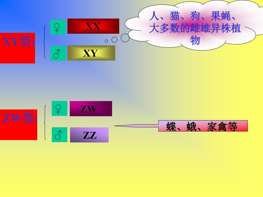 伴性遗传(新)_第4页