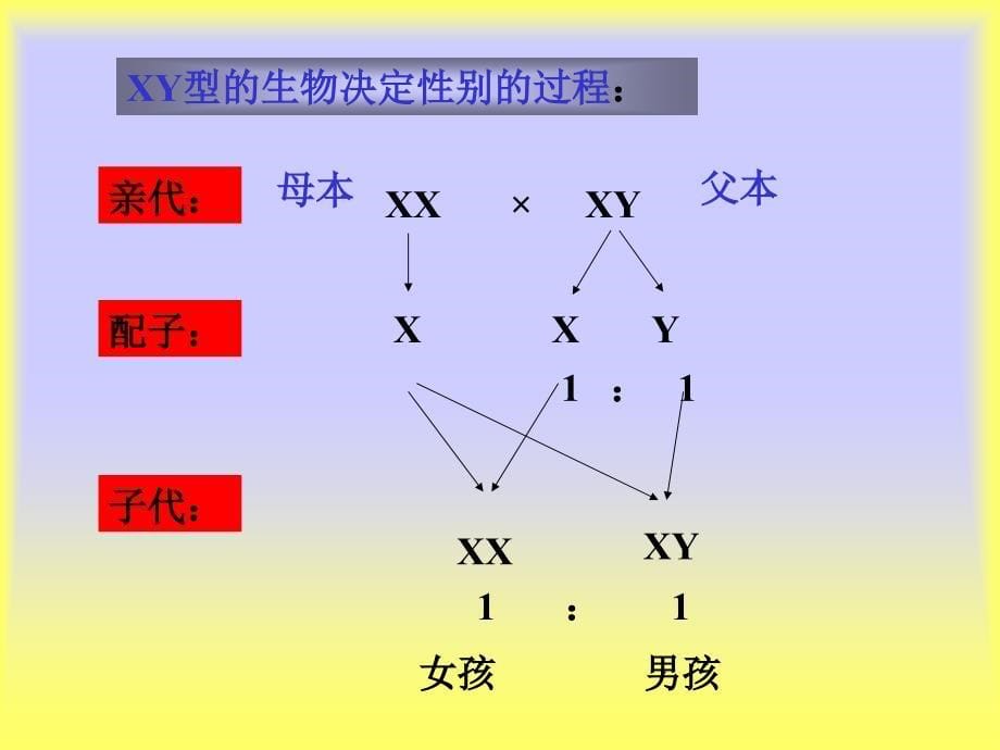 伴性遗传(新)_第5页