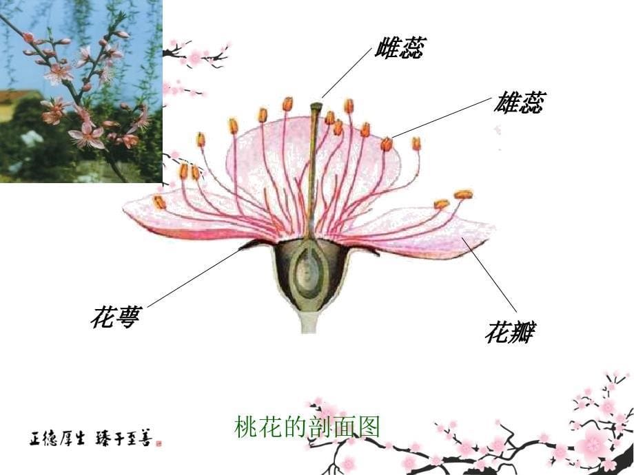 浙教版七年级科学上册课件2.5常见的植物7共38张PPT_第5页