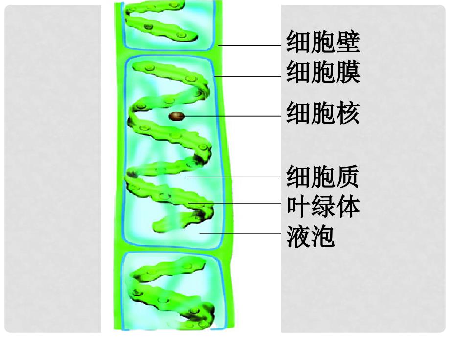 江苏省太仓市第二中学七年级生物下册 11.1 地面上的植物复习课件 （新版）苏科版.ppt_第2页