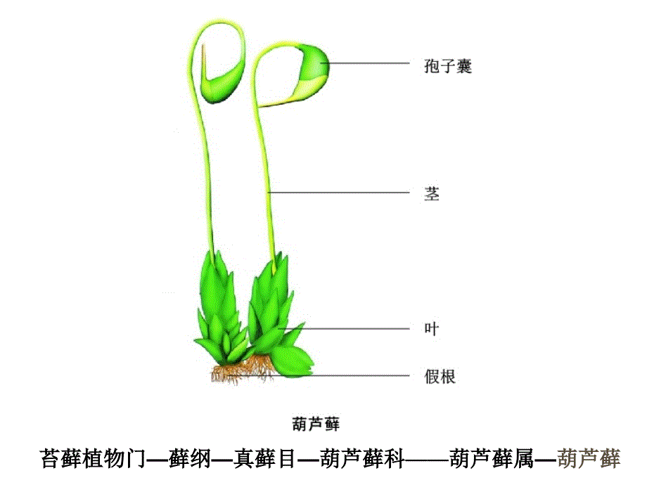 江苏省太仓市第二中学七年级生物下册 11.1 地面上的植物复习课件 （新版）苏科版.ppt_第3页