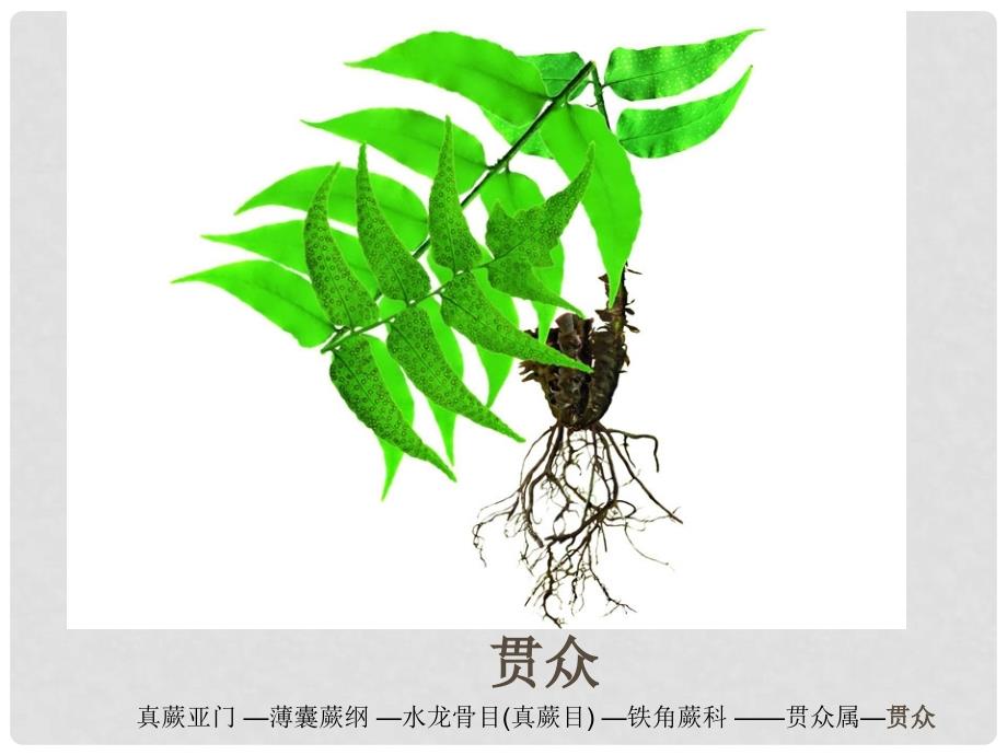 江苏省太仓市第二中学七年级生物下册 11.1 地面上的植物复习课件 （新版）苏科版.ppt_第4页