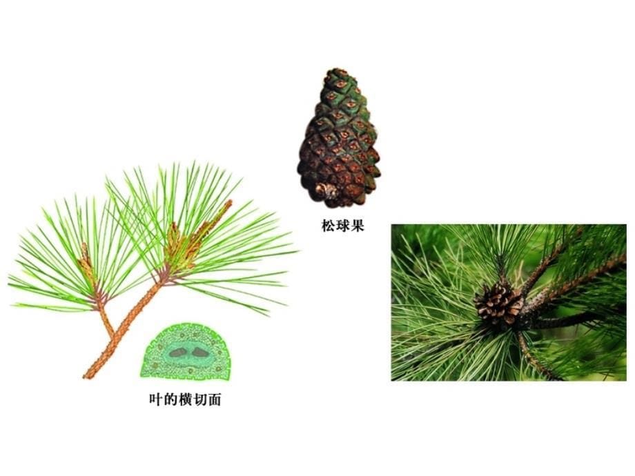 江苏省太仓市第二中学七年级生物下册 11.1 地面上的植物复习课件 （新版）苏科版.ppt_第5页