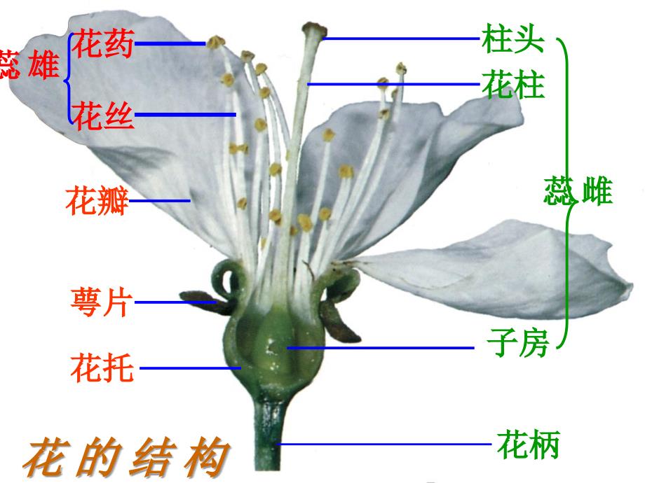 八年级生物花的结构和类型_第4页