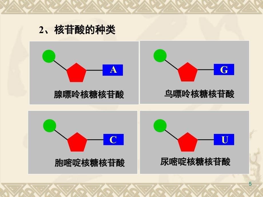 DNA的转录和翻译课堂PPT_第5页