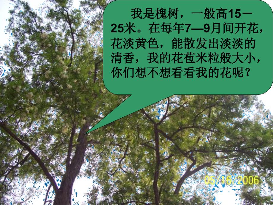 三年级语文上册第一组4槐乡的孩子课堂教学课件4新人教版新人教版小学三年级上册语文课件_第1页