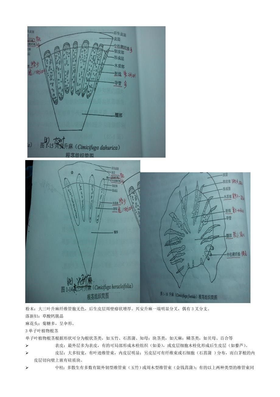 中药显微鉴定_第5页