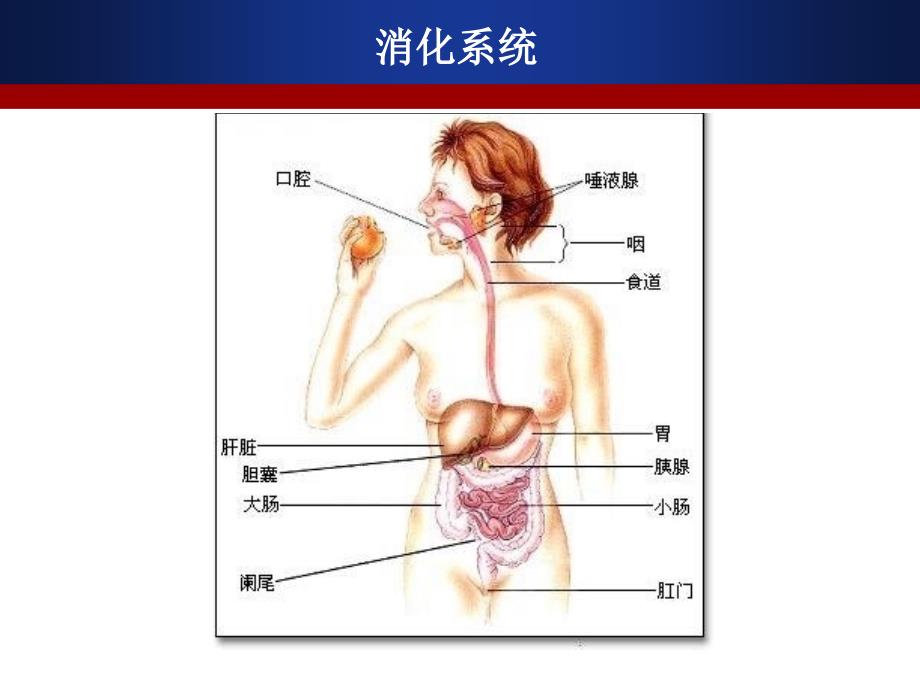 小儿腹泻护理PPT课件_第2页