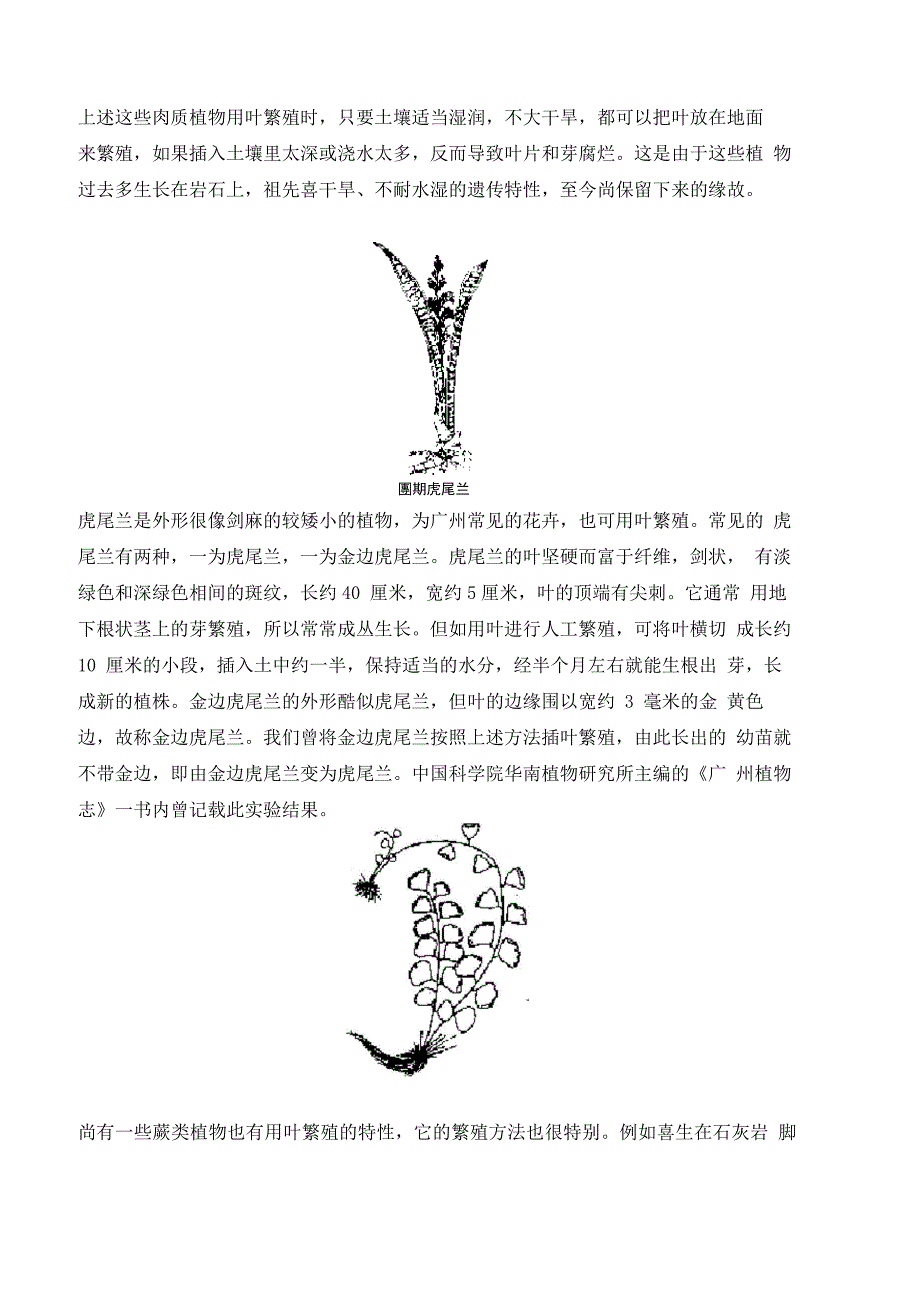 用根茎叶繁殖的植物_第3页