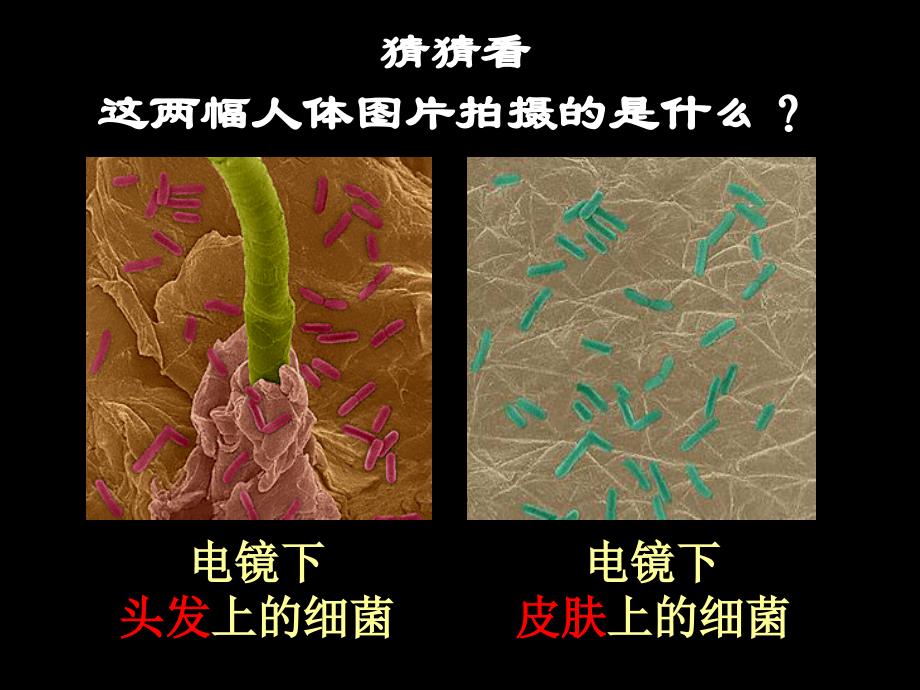 生物：第5单元第4章第2节细菌课件(人教版八年级上)_第1页