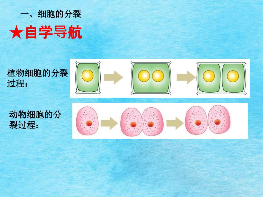 细胞的分裂与分化ppt课件_第3页