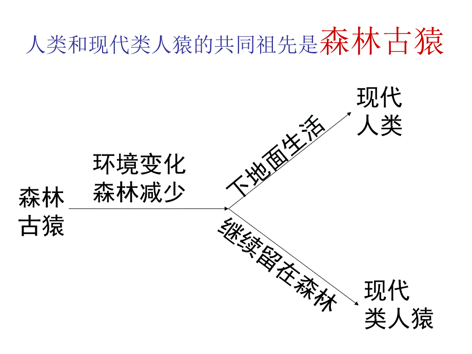 七年级下册生物综合复习_第4页