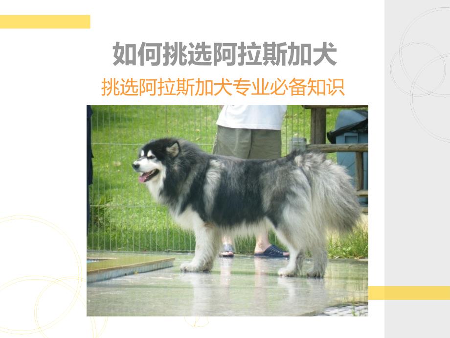 如何挑选阿拉斯加犬_第1页