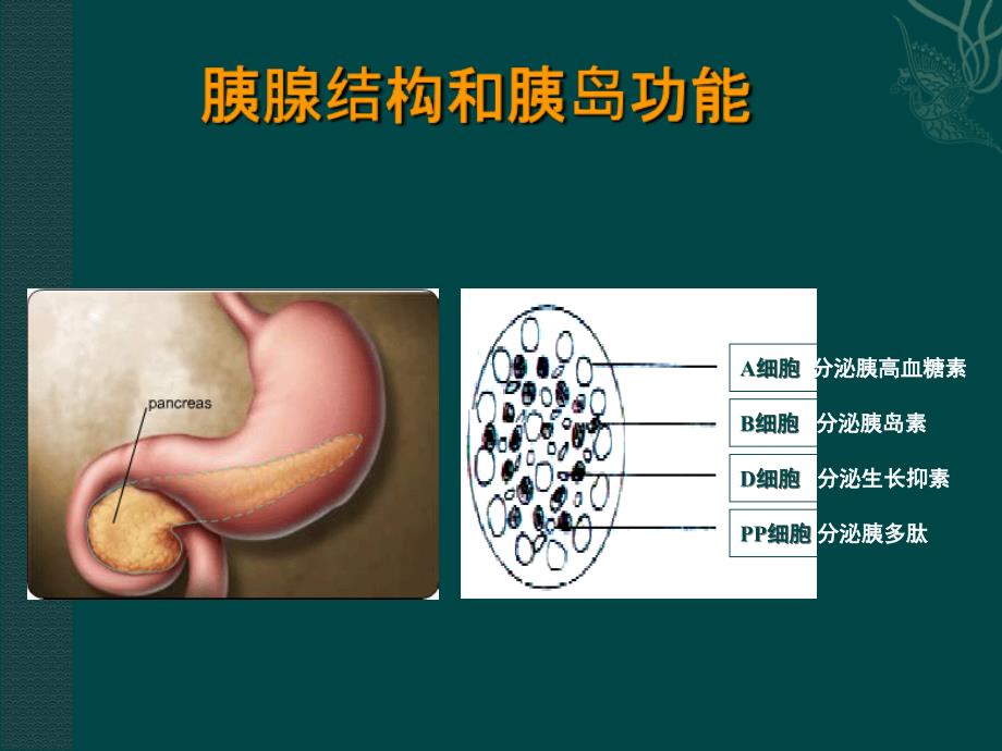 一糖尿病与胰岛素治疗_第4页