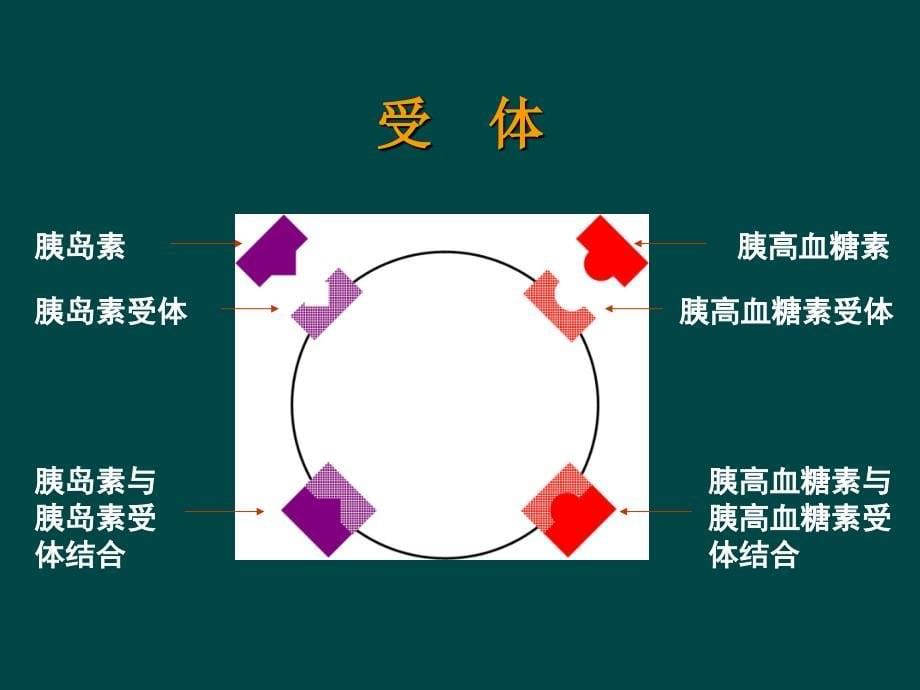 一糖尿病与胰岛素治疗_第5页