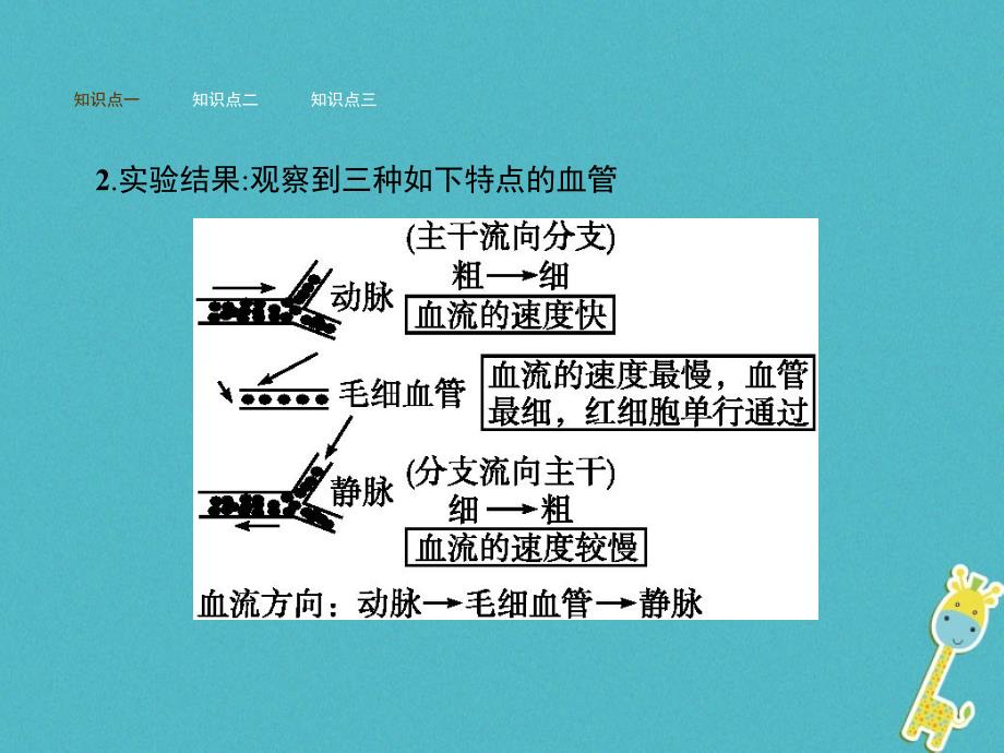 七年级生物下册 3.3.2物质运输的器官 （新版）济南版_第3页