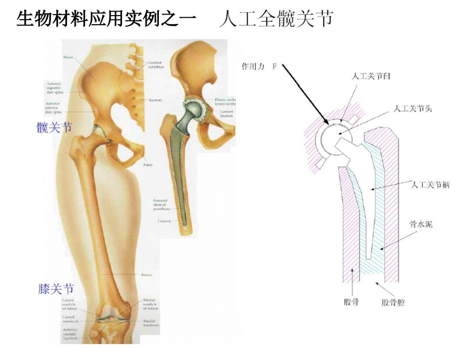 生物材料学第一章绪论_第2页