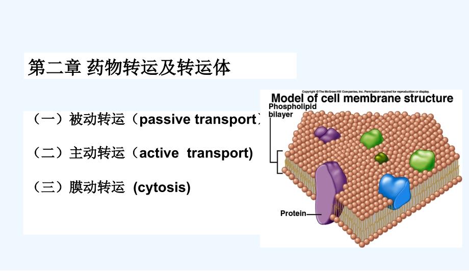 第二章药物转运及转运体_第4页