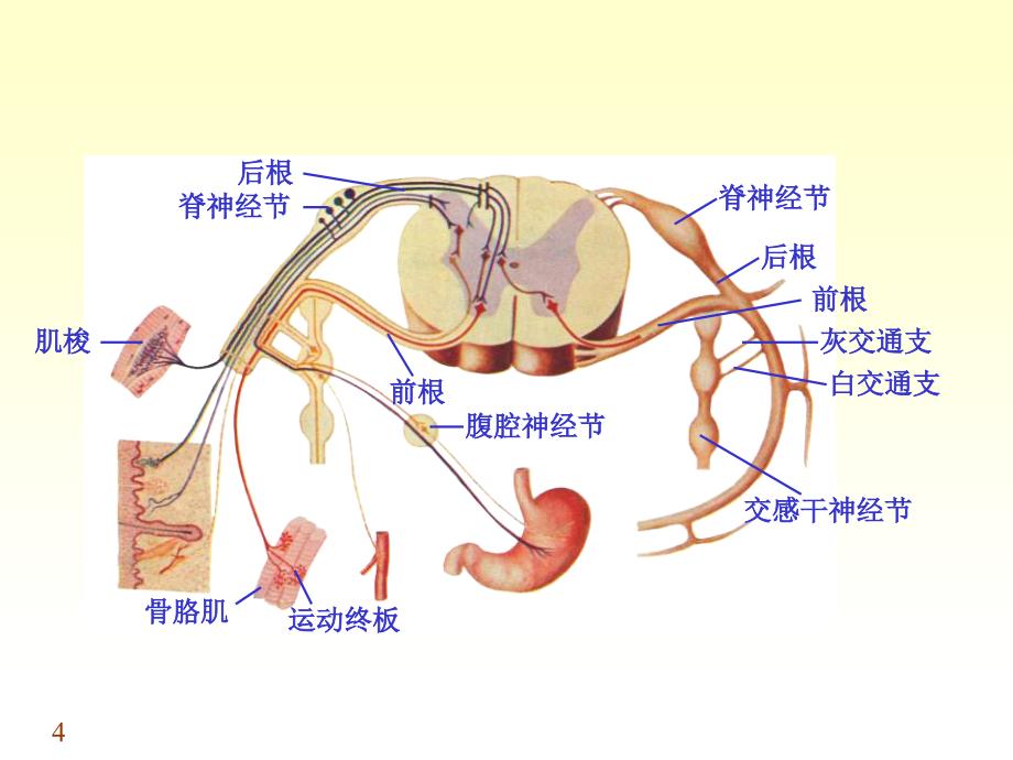 周围神经系统3PPT文档资料_第4页