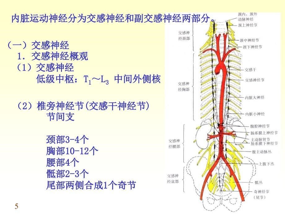 周围神经系统3PPT文档资料_第5页