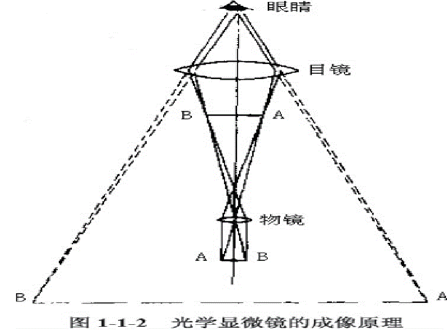 人教版生物必修一实验专题++显微镜的结构与使用++课件15_第3页