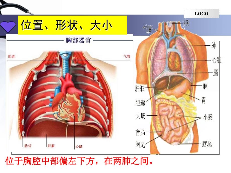 输送血液的泵—心脏ppt 2_第3页