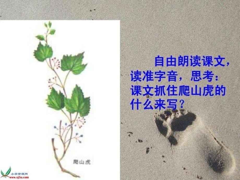 人教新课标四年级语文上册课件爬山虎的脚41528330788.ppt_第5页