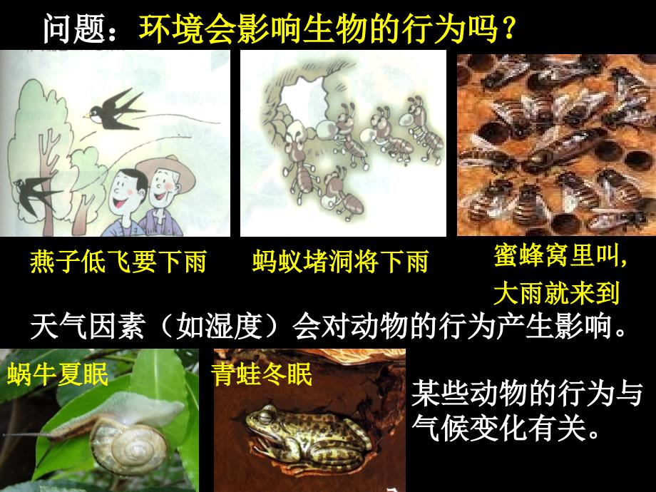 环境对生物行为的影响ppt课件_第3页