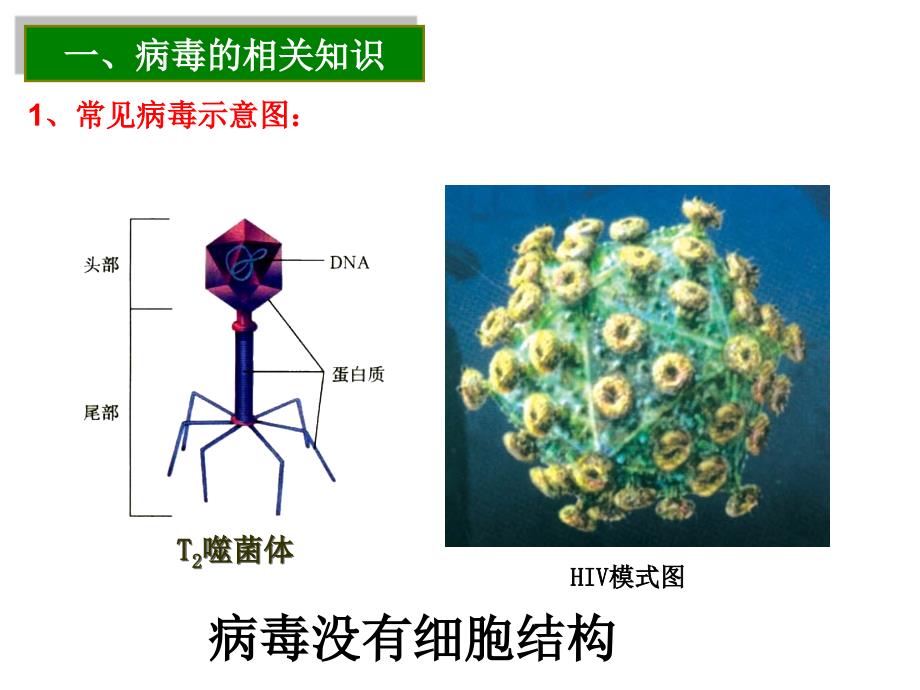 细胞的多样性和统一性_第2页