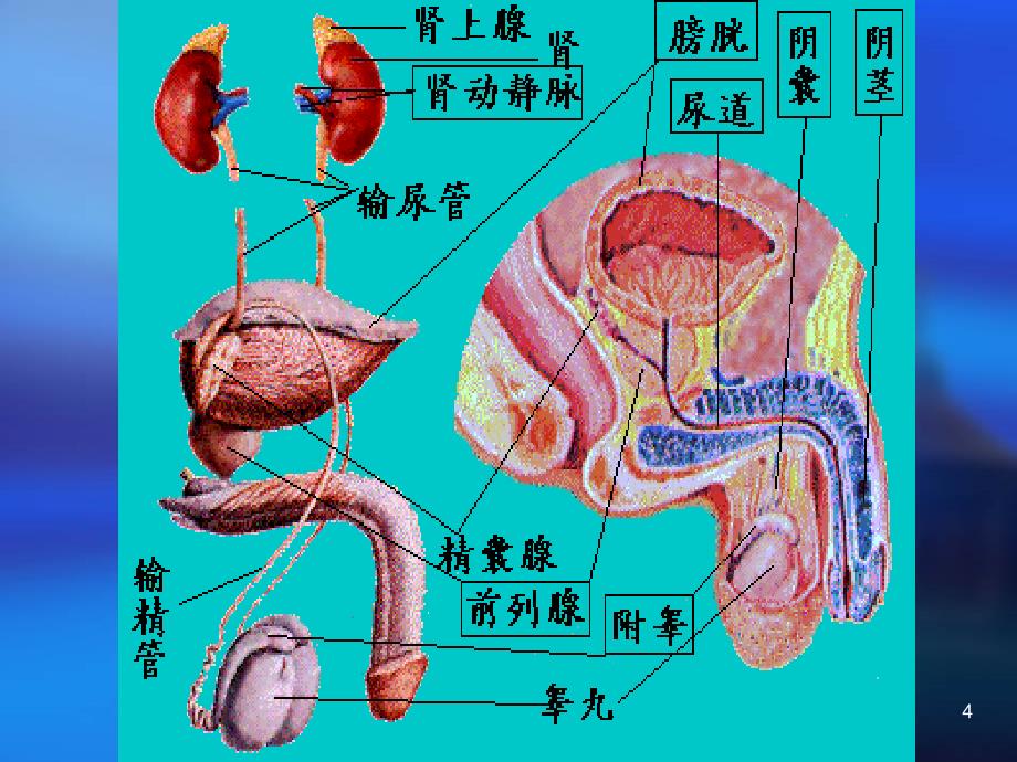 泌尿外科学：泌尿系统损伤_第4页