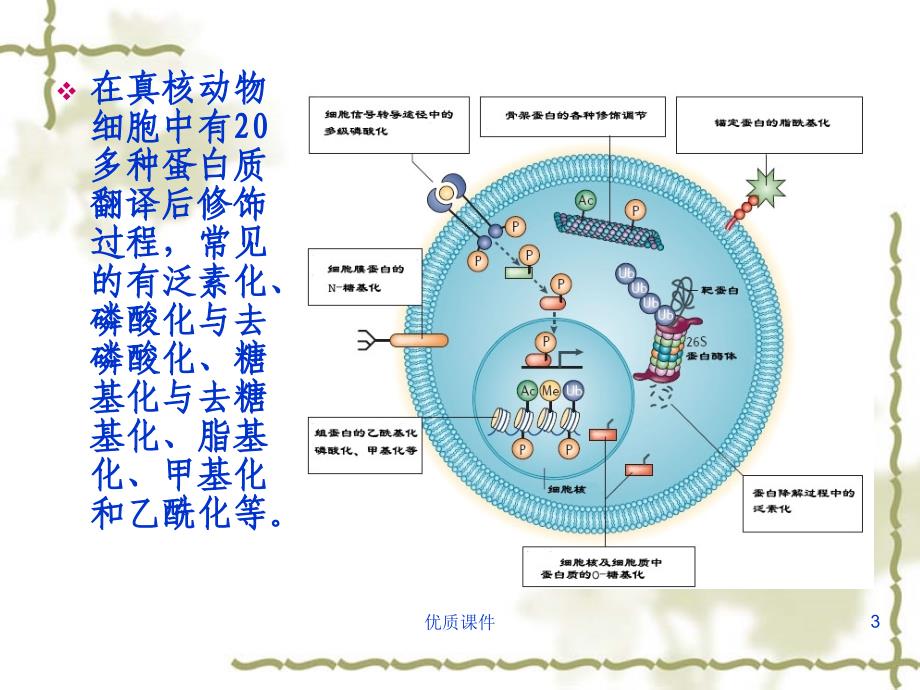 第七章 蛋白质翻译后修饰与加工#高等教育_第3页