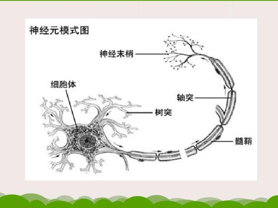 学前心理学第二章学前儿童心理学发展的基本理论_第4页