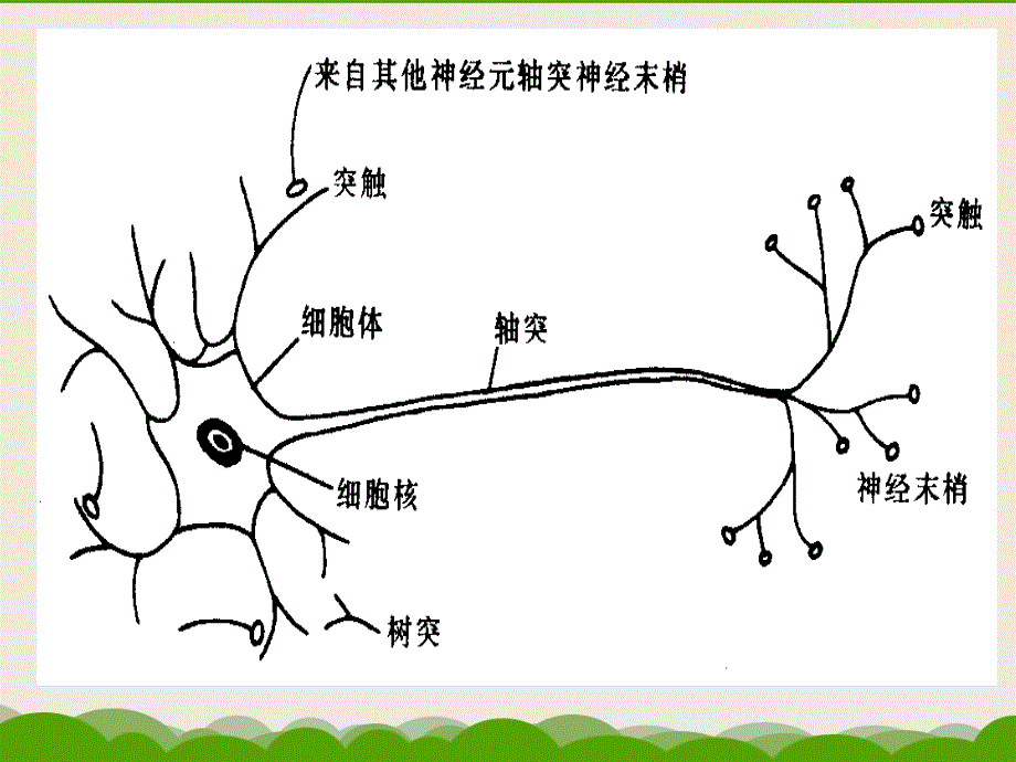 学前心理学第二章学前儿童心理学发展的基本理论_第5页