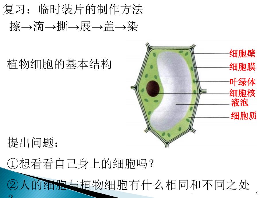 (优质文档)动物细胞PPT演示课件_第2页