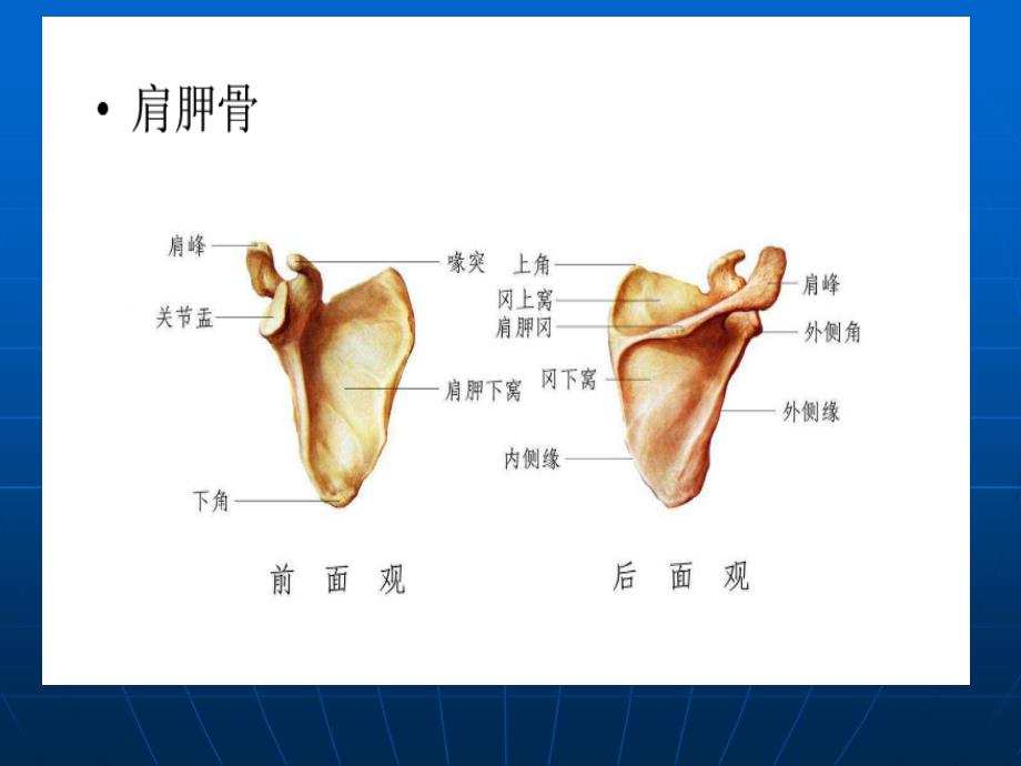 肩关节解剖PPT课件_第4页