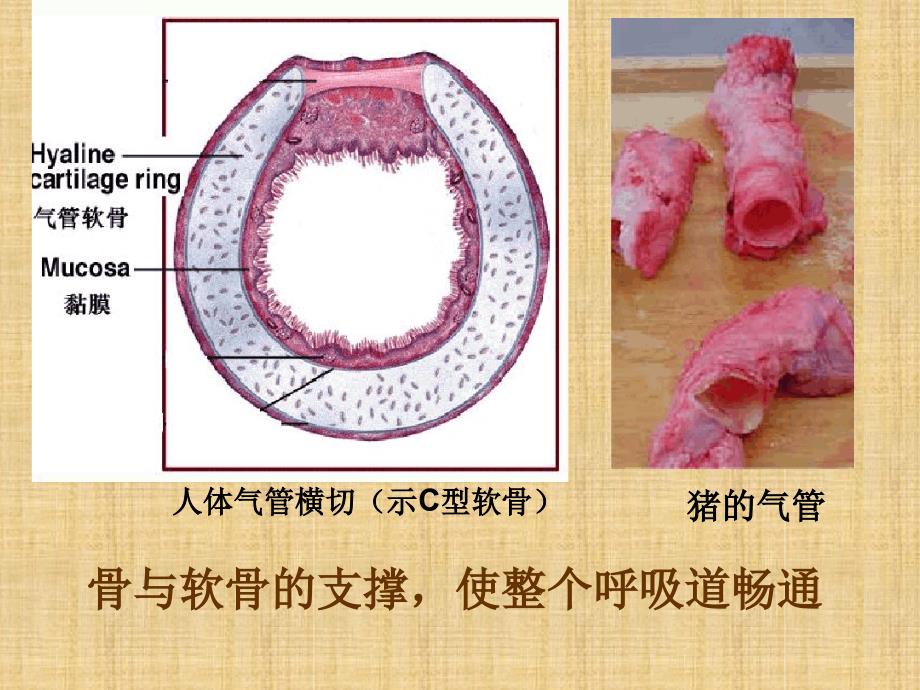 初中七年级生物下册431呼吸道对空气的处理名师优质课件4新人教版_第3页