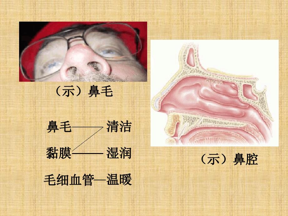 初中七年级生物下册431呼吸道对空气的处理名师优质课件4新人教版_第4页