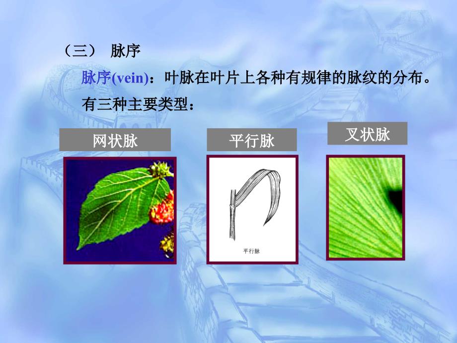 植物学第三章种子植物的营养器官_第4页