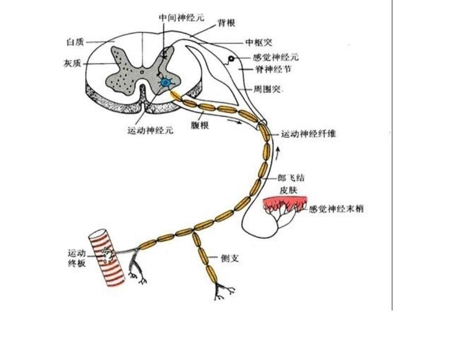 第二节脊髓和脊神经_第5页