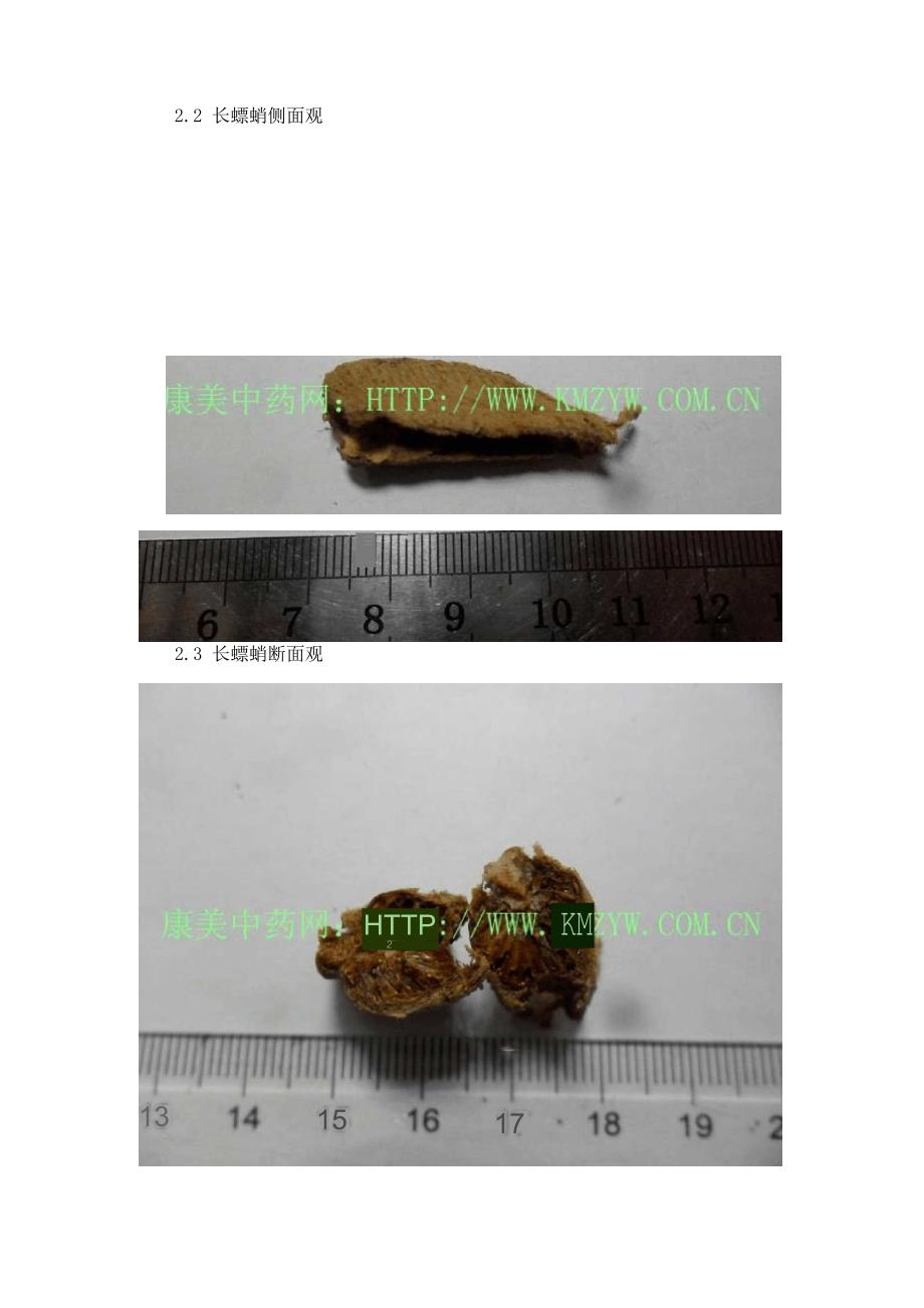 三种桑螵蛸的品种鉴别_第3页