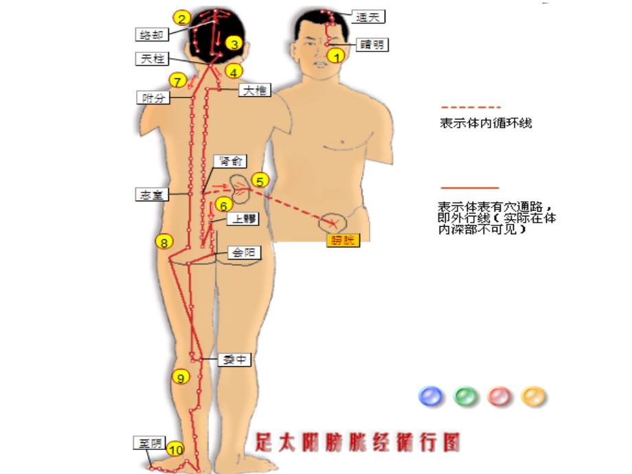 《足太阳膀胱经》PPT课件_第3页