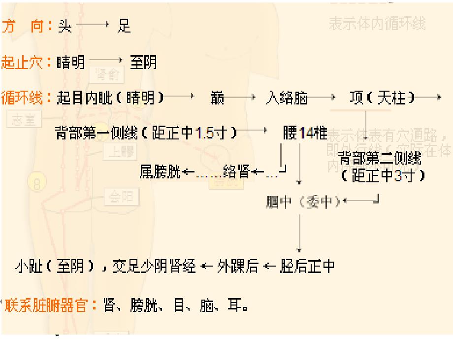 《足太阳膀胱经》PPT课件_第4页