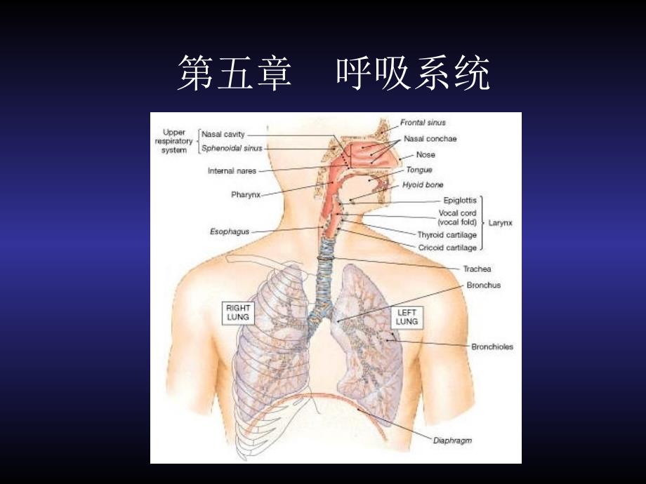 解剖生理学呼吸系统_第1页