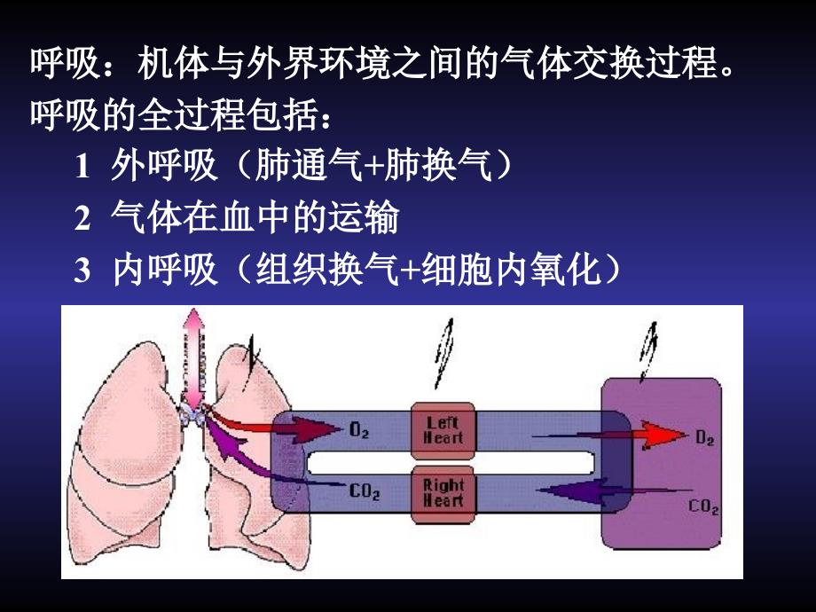 解剖生理学呼吸系统_第2页